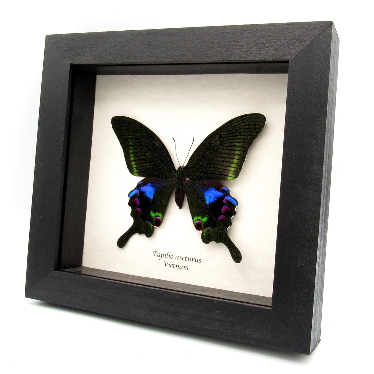 Rare female purple Peacock butterfly framed taxidermy - Papilio arcturus