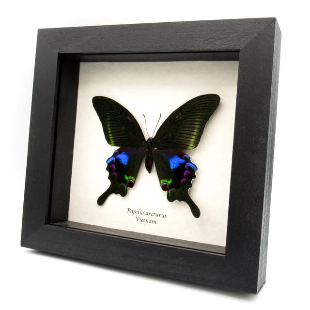Rare female purple Peacock butterfly framed taxidermy - Papilio arcturus