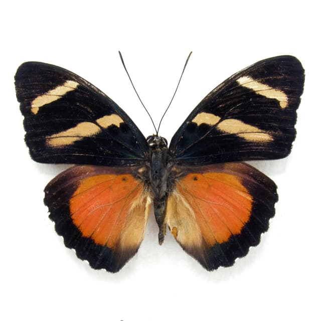 Rare Zaddach's Mimic Forester butterfly framed specimen - Euphaedra zadacci - minor damage/repair