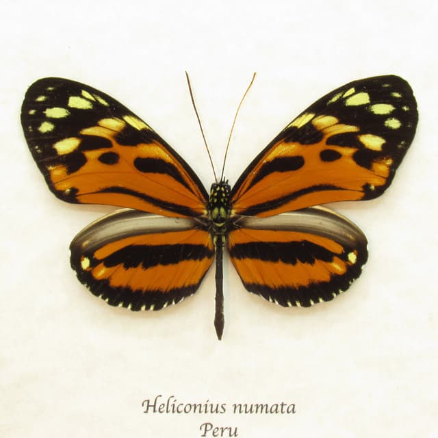 Real orange Longwing butterfly framed taxidermy - Heliconius numata
