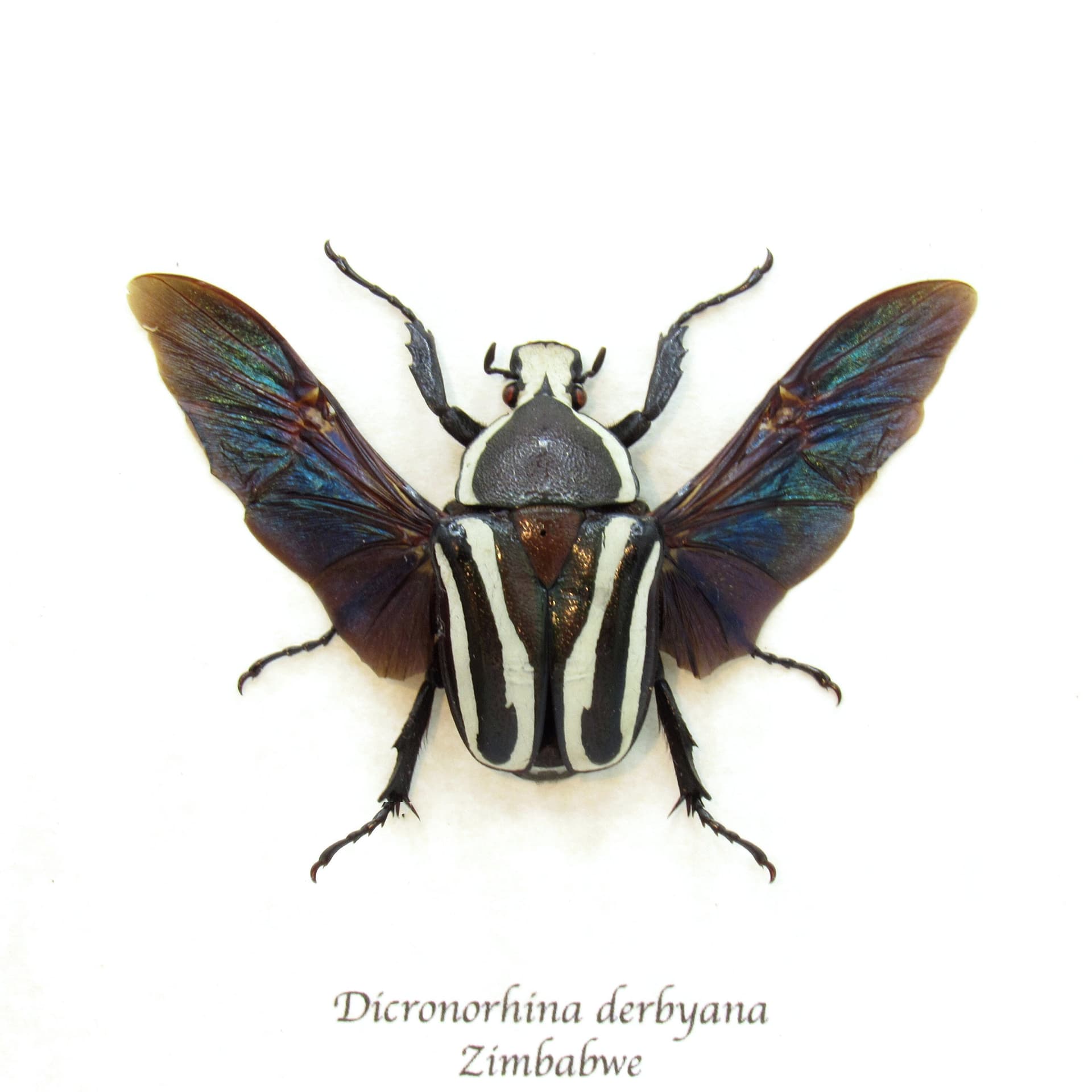 Real Scarab beetle framed taxidermy - Dicronorhina derbyana - female - black form