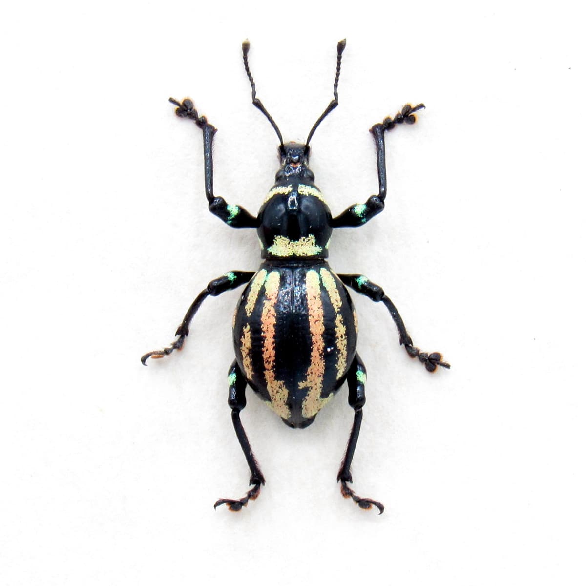 Real pink weevil beetle framed specimen - Eupyrgops species