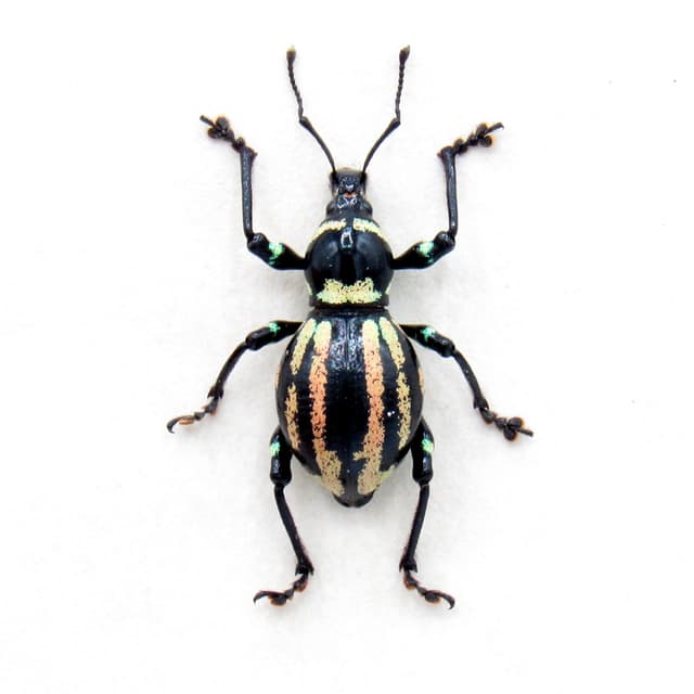Real pink weevil beetle framed specimen - Eupyrgops species