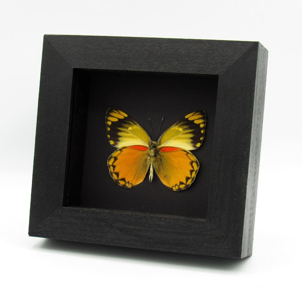 Real butterfly framed taxidermy - Delias aurantiaca