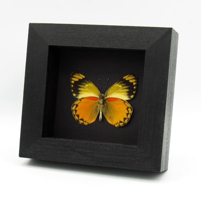 Real butterfly framed taxidermy - Delias aurantiaca