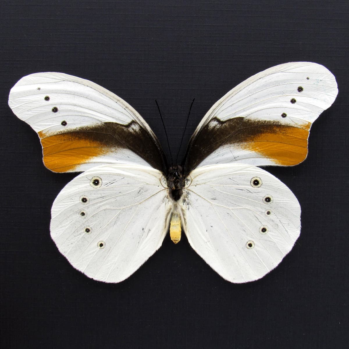 Very rare giant white butterfly framed taxidermy - Morphotaenaris schoenbergi - XL female