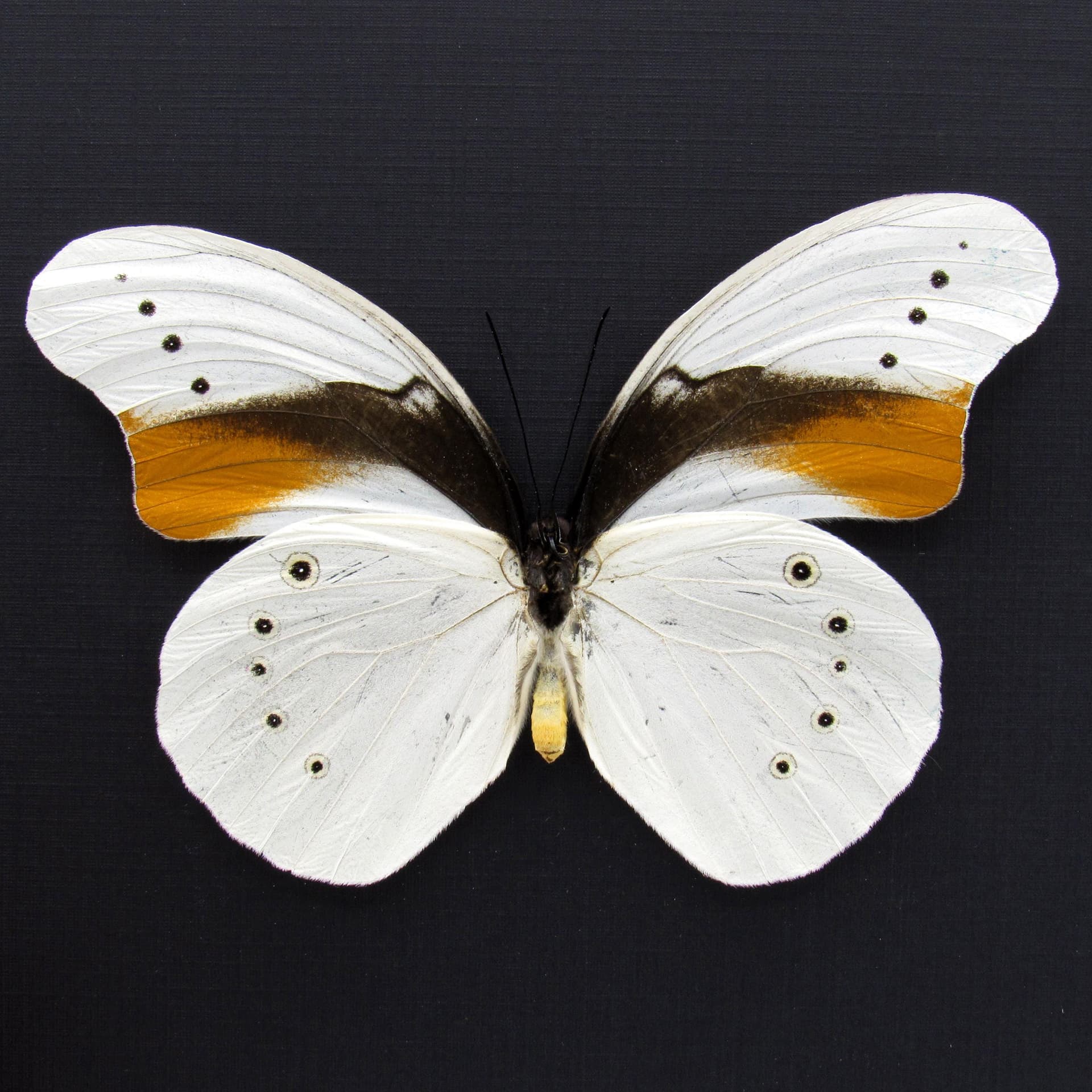 Very rare giant white butterfly framed taxidermy - Morphotaenaris schoenbergi - XL female