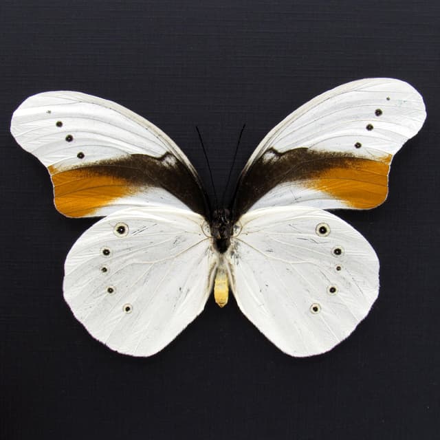 Very rare giant white butterfly framed taxidermy - Morphotaenaris schoenbergi - XL female