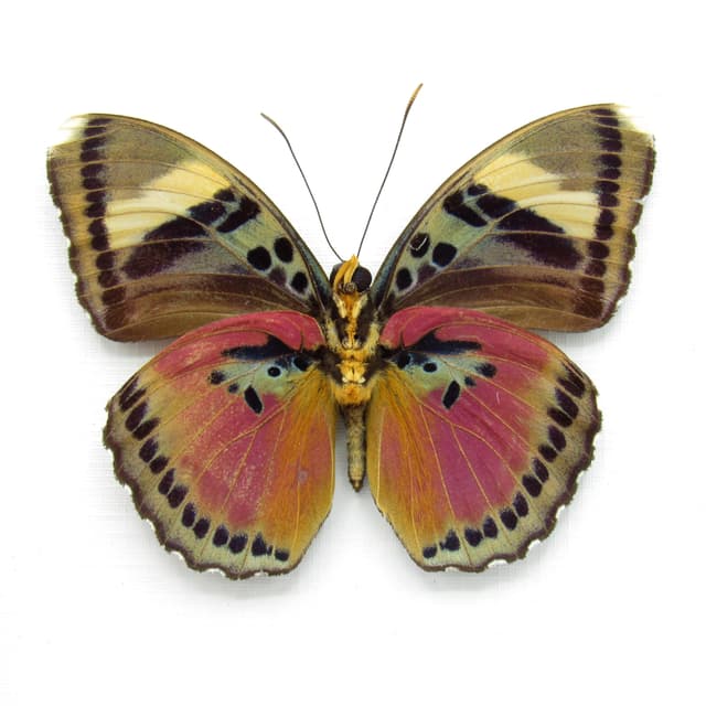 Real fuchsia butterfly framed taxidermy - Euphaedra xypete