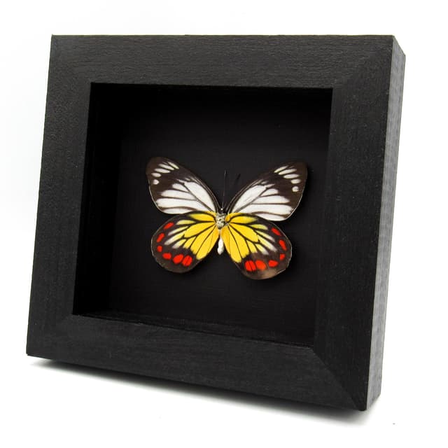 Real Painted Jezebel butterfly framed taxidermy - Delias hyparete