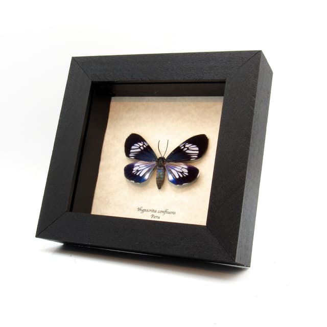 Real metallic blue moth framed taxidermy - Hypocrita confluens