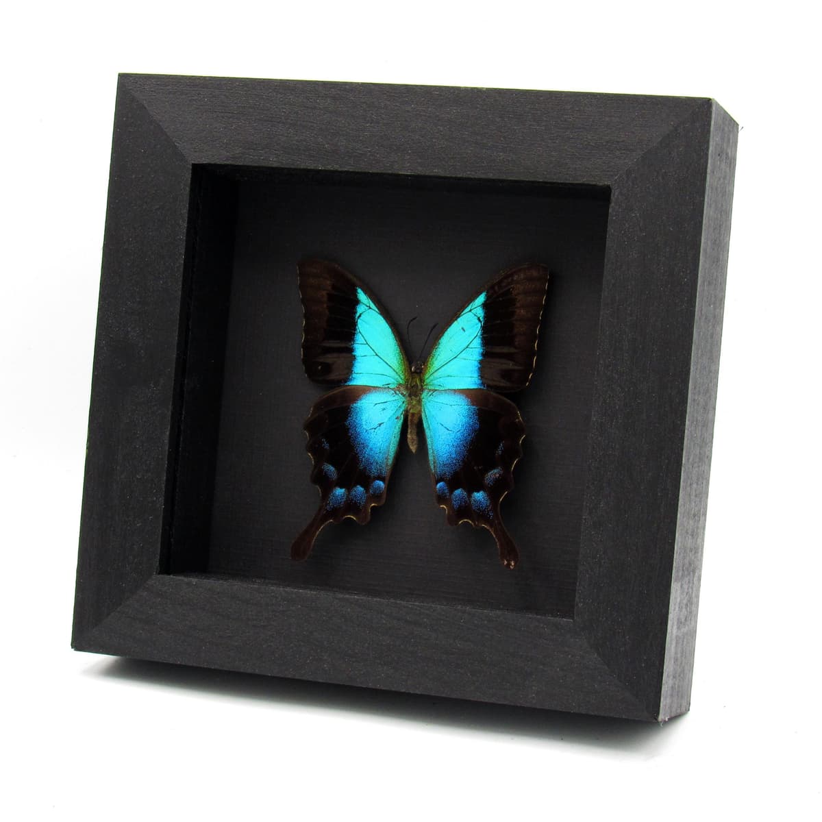 Real framed taxidermy blue Swallowtail butterfly - Papilio pericles