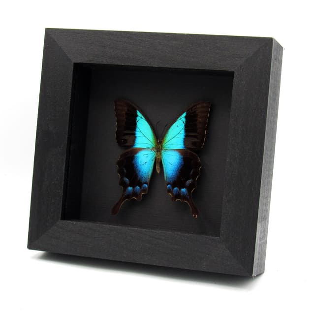 Real framed taxidermy blue Swallowtail butterfly - Papilio pericles