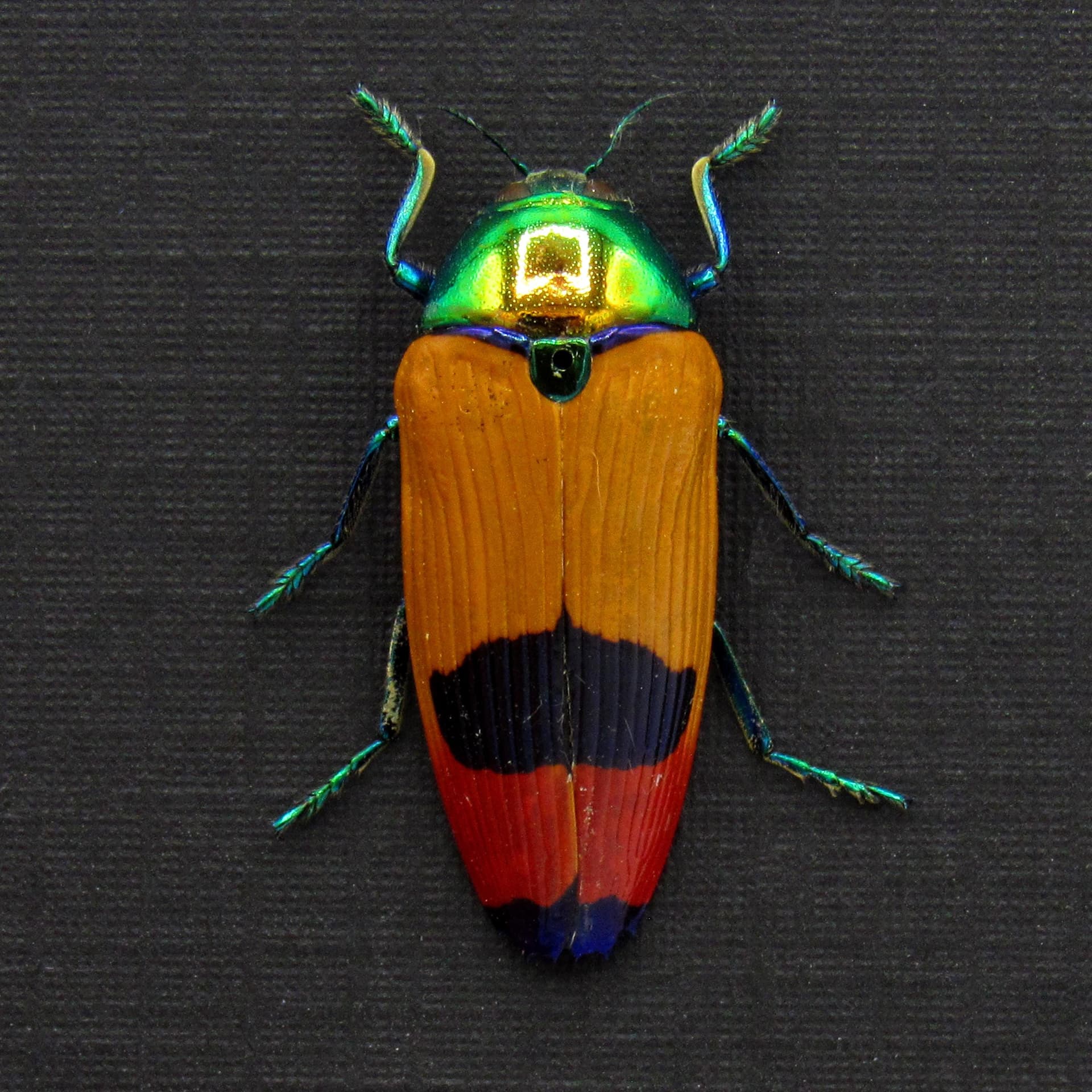 Rare metallic Australian Jewel beetle framed taxidermy - Metaxymorpha nigrofasciata