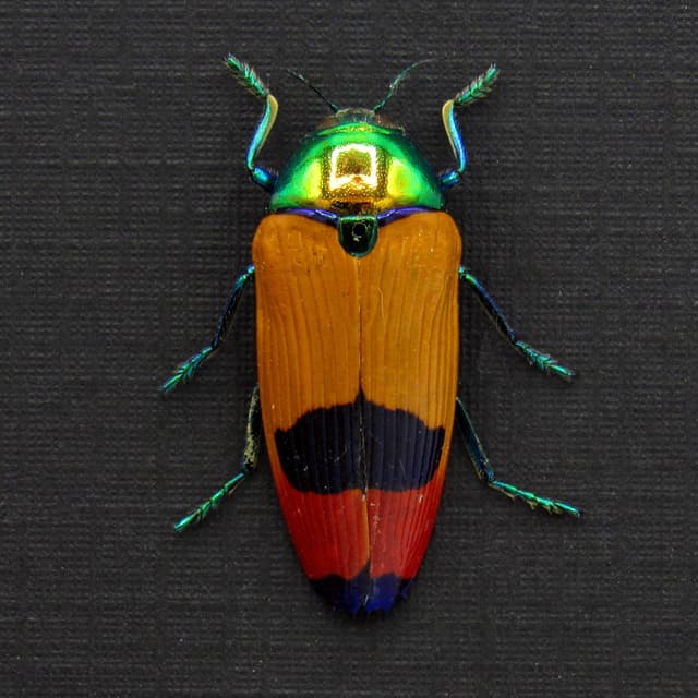 Rare metallic Australian Jewel beetle framed taxidermy - Metaxymorpha nigrofasciata