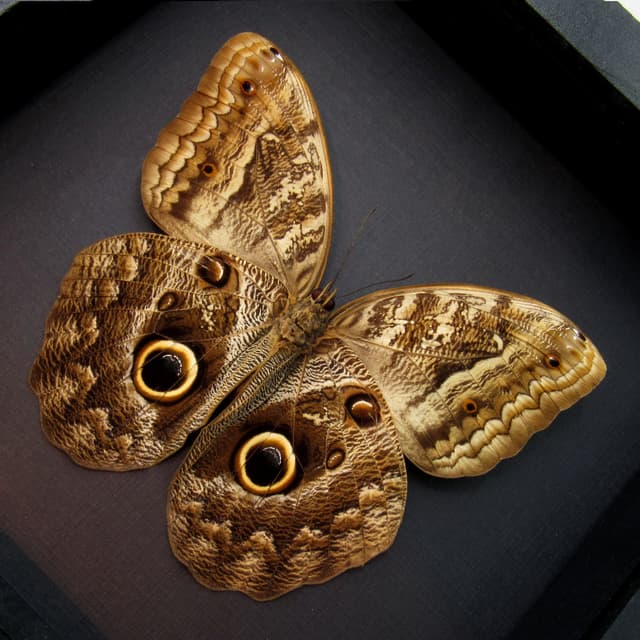 Real XL Owl butterfly framed taxidermy - Caligo memnon - female