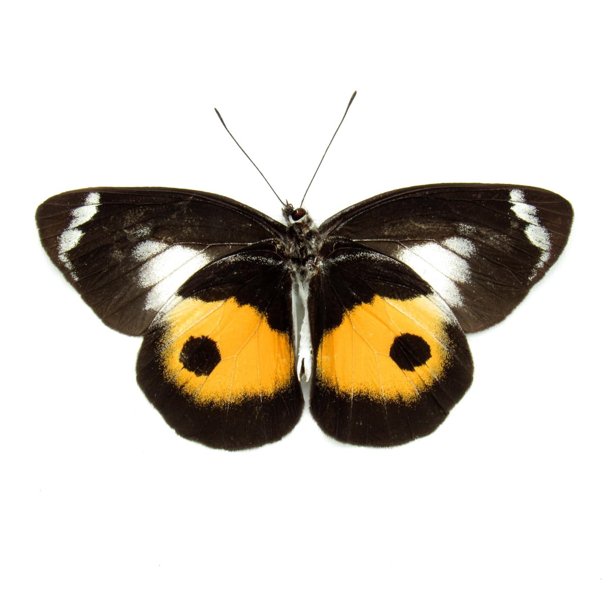 Real yellow Delias butterfly framed taxidermy - Delias discus - Victorian mount