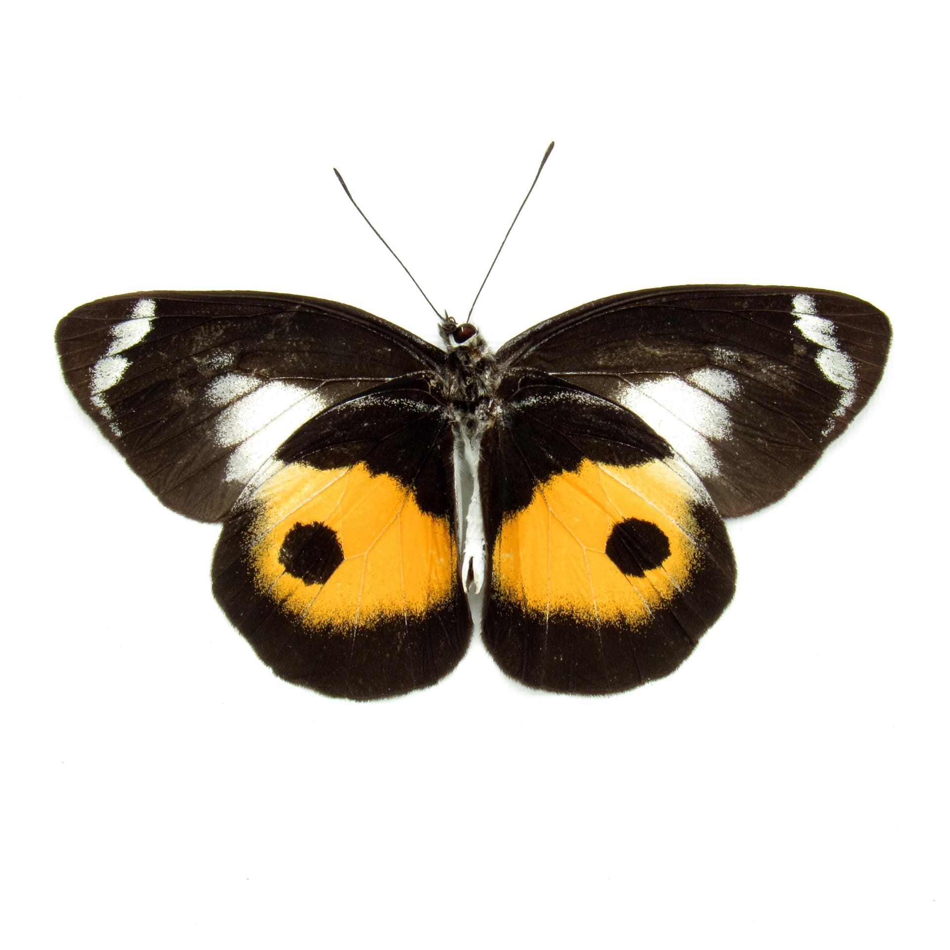Real yellow Delias butterfly framed taxidermy - Delias discus - Victorian mount