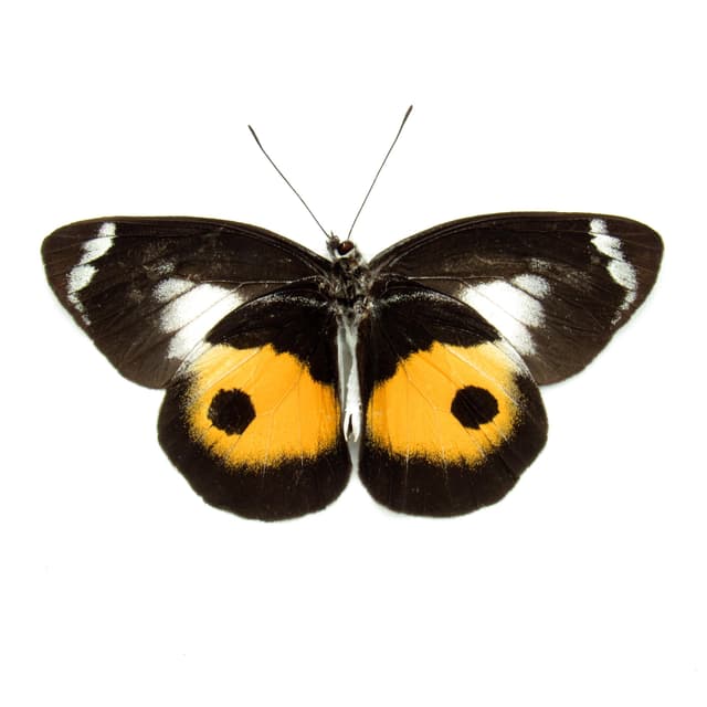 Real yellow Delias butterfly framed taxidermy - Delias discus - Victorian mount