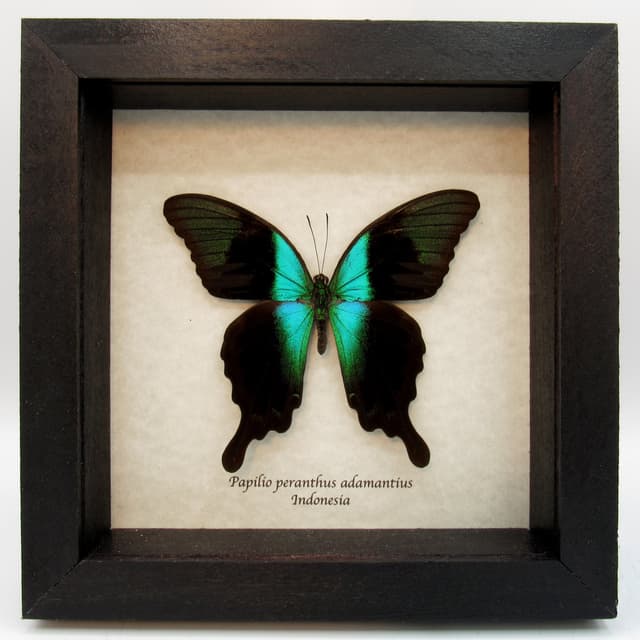 Real blue swallowtail framed taxidermy - Papilio peranthus adamantius