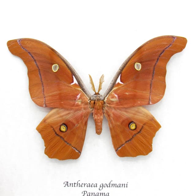 Very rare Giant Godman's Silkmoth framed taxidermy - Antheraea godmani