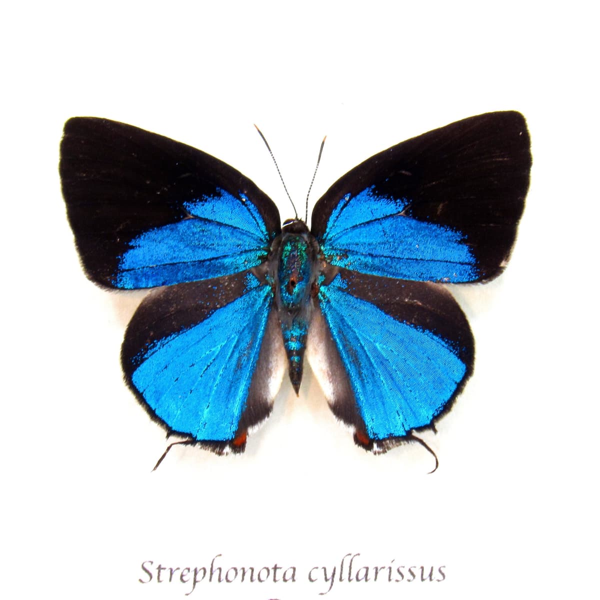 Real blue metallic Hairstreak butterfly framed taxidermy - Strephonota cyllarissus