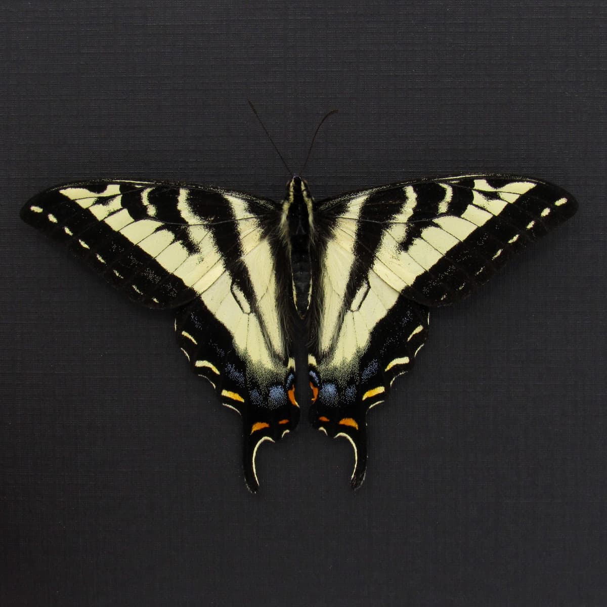 Real Pale Swallowtail framed taxidermy - Papilio eurymedon - Victorian mount