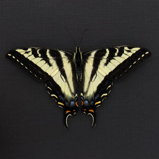 Real Pale Swallowtail framed taxidermy - Papilio eurymedon - Victorian mount