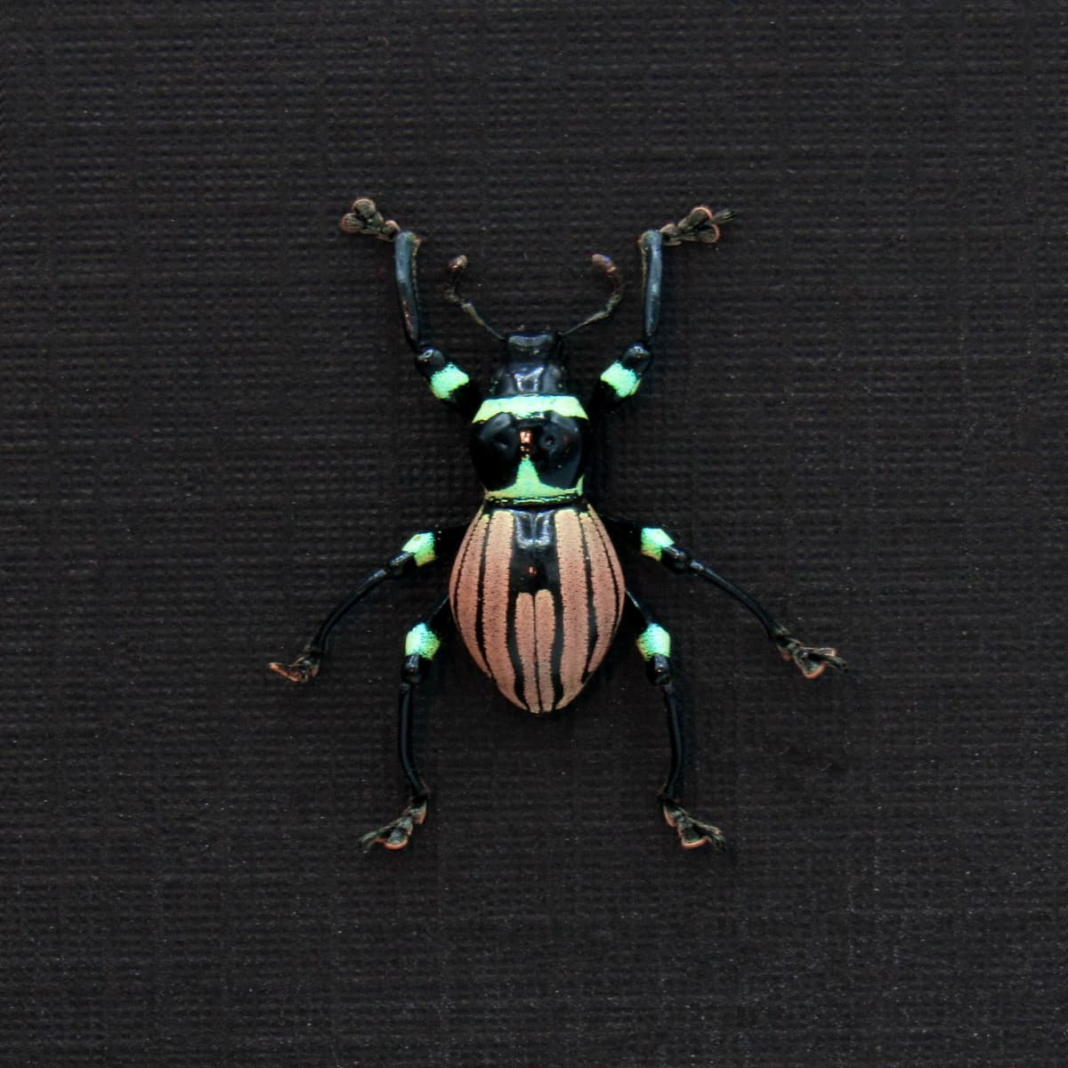 WEEVIL MANIA!  Rare pink weevil beetle framed taxidermy - Pachyrhynchus loheri