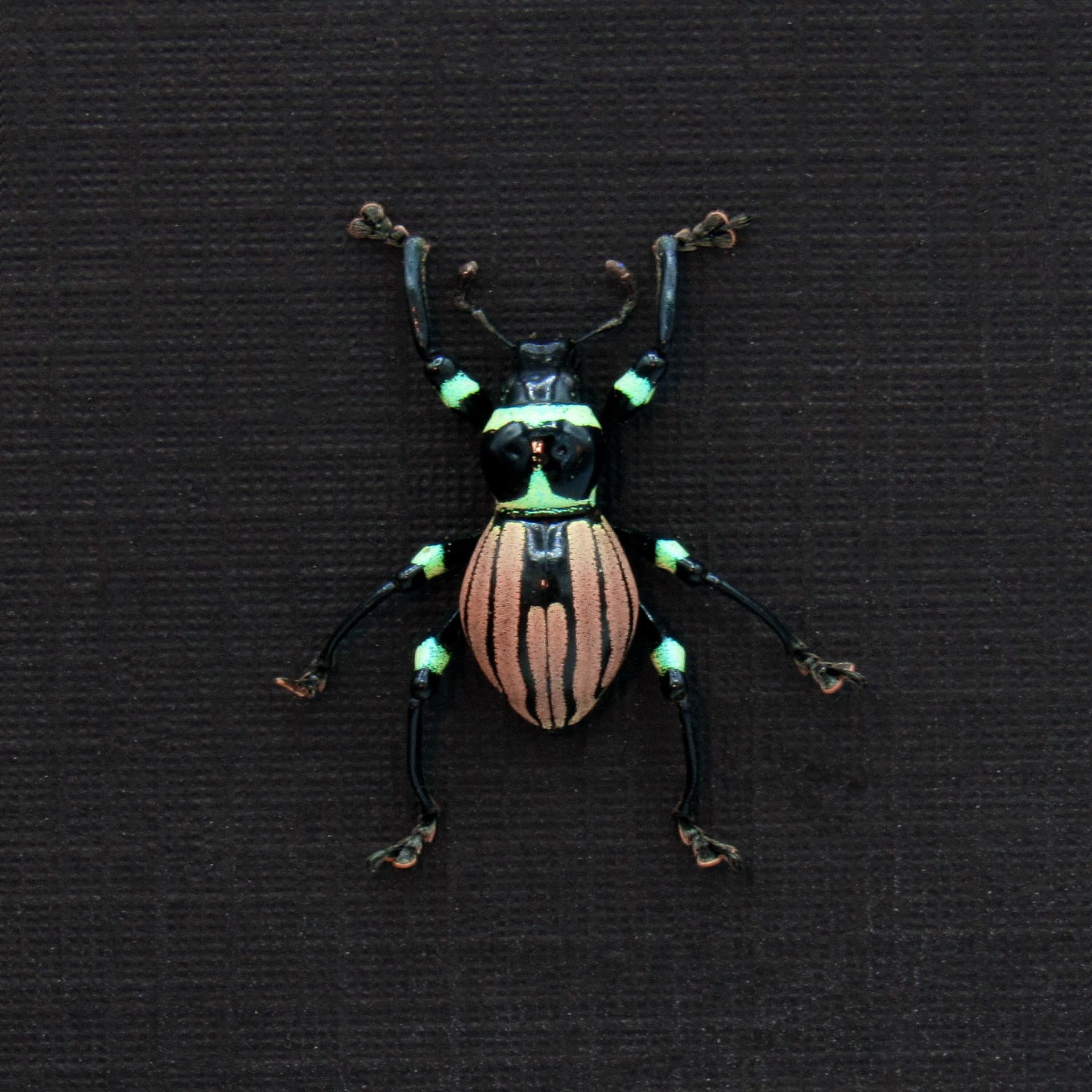 WEEVIL MANIA!  Rare pink weevil beetle framed taxidermy - Pachyrhynchus loheri