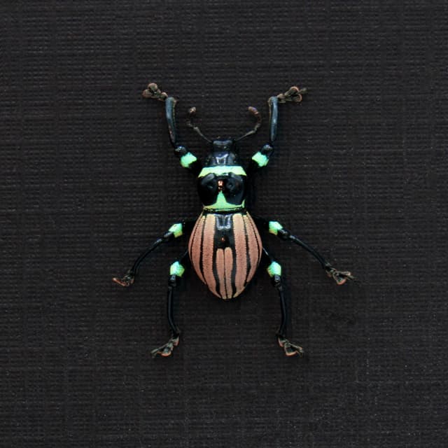WEEVIL MANIA!  Rare pink weevil beetle framed taxidermy - Pachyrhynchus loheri