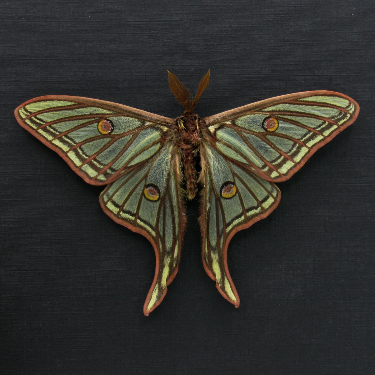 Rare large Spanish Moon moth framed taxidermy - Graellsia isabellae - Victorian mount