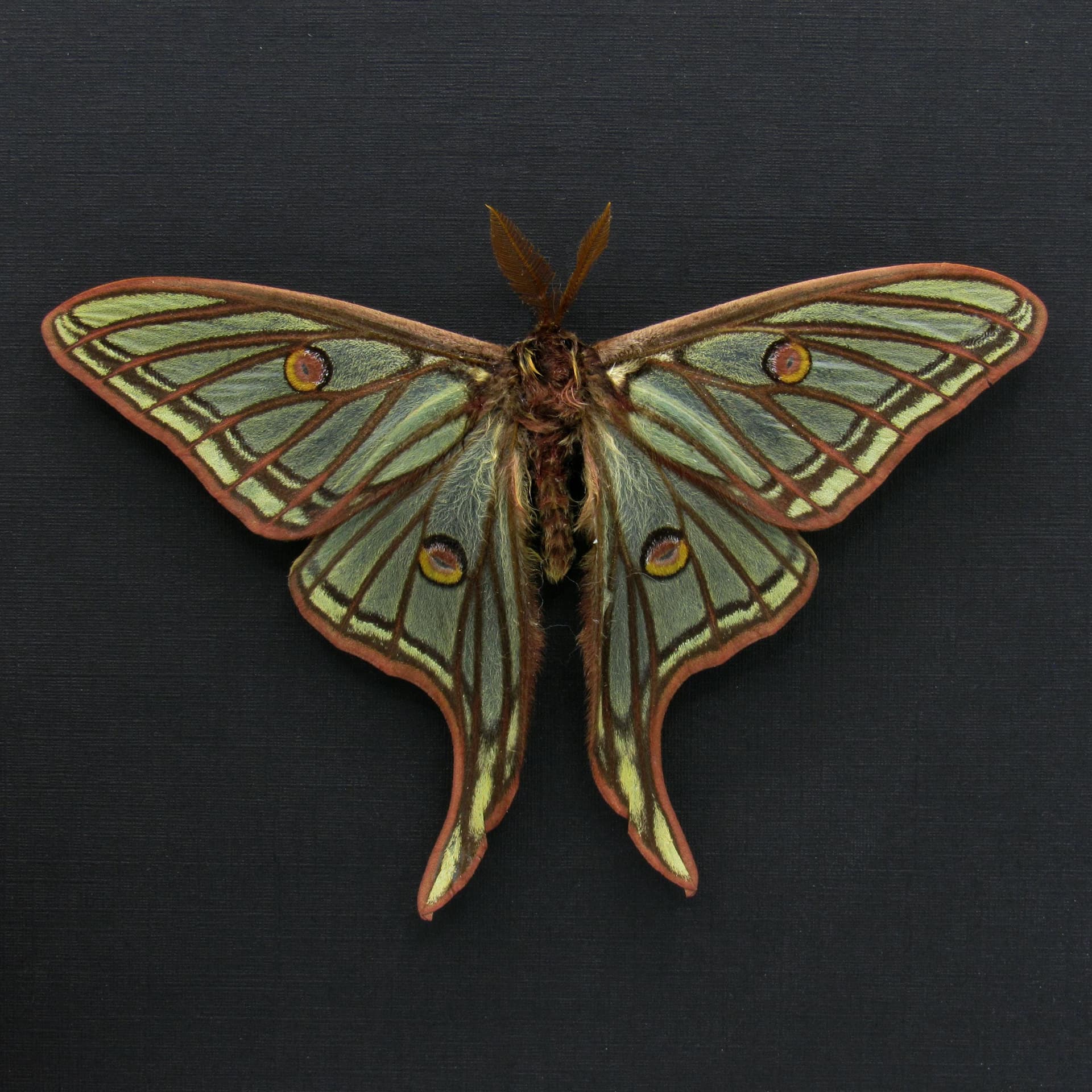 Rare large Spanish Moon moth framed taxidermy - Graellsia isabellae - Victorian mount