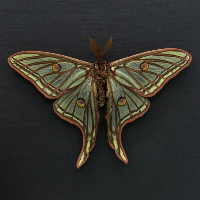 Rare large Spanish Moon moth framed taxidermy - Graellsia isabellae - Victorian mount