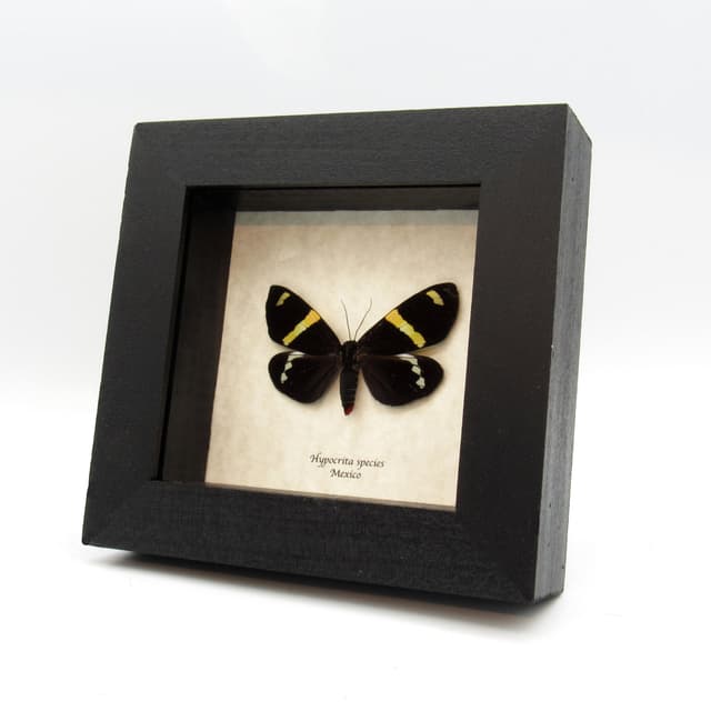 Real black Day moth framed taxidermy - Hypocrita species