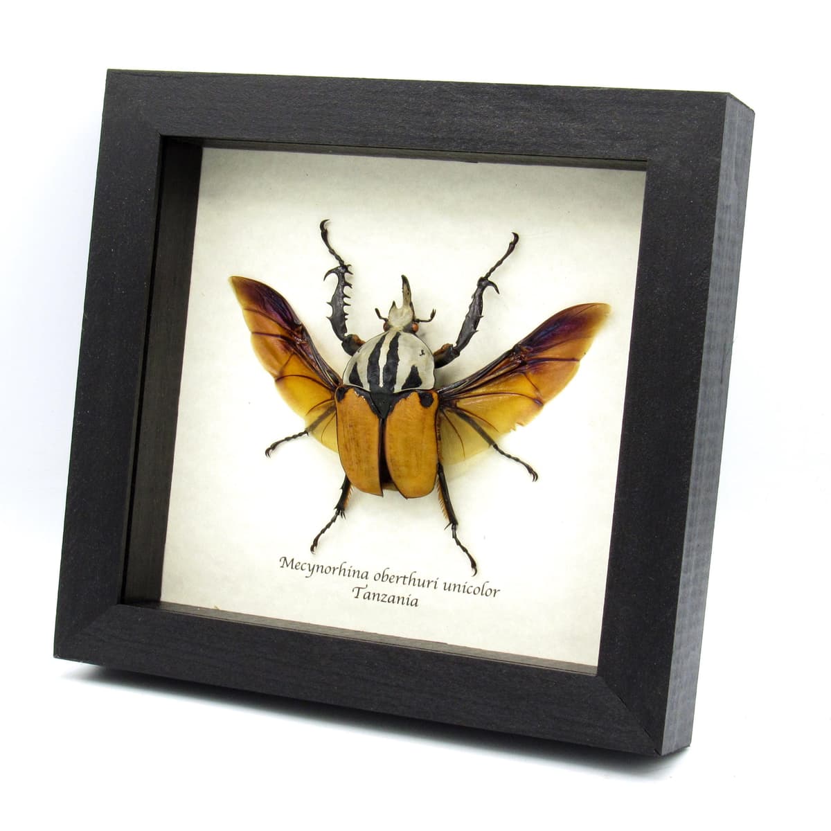 Real Giant Flower beetle framed - Mecynorhina oberthuri unicolor
