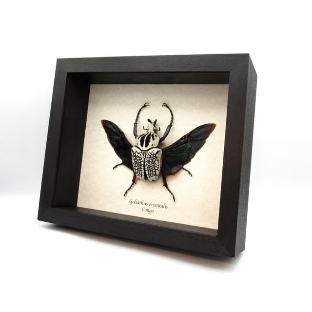 Real XL Flower Beetle framed taxidermy - Goliathus orientalis