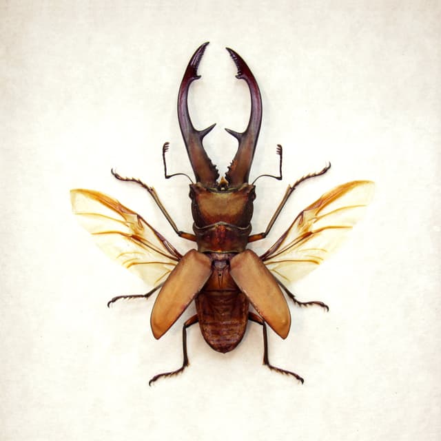 Real Stag beetle framed taxidermy - Cyclommatus tarandus
