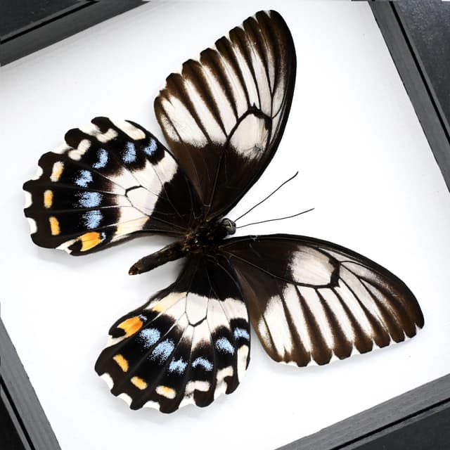 Real XL framed taxidermy butterfly - Papilio gambrisius - female