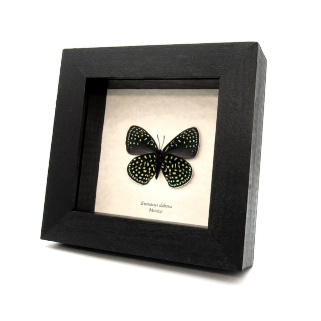 Real metallic green butterfly framed taxidermy - Eumaeus debora