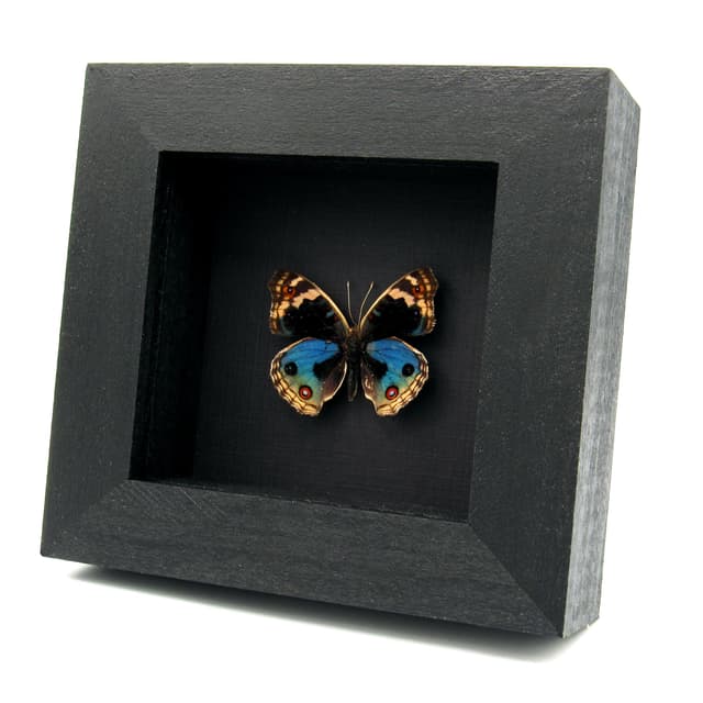 Real Blue Eyed Pansy butterfly framed taxidermy - Junonia orithya