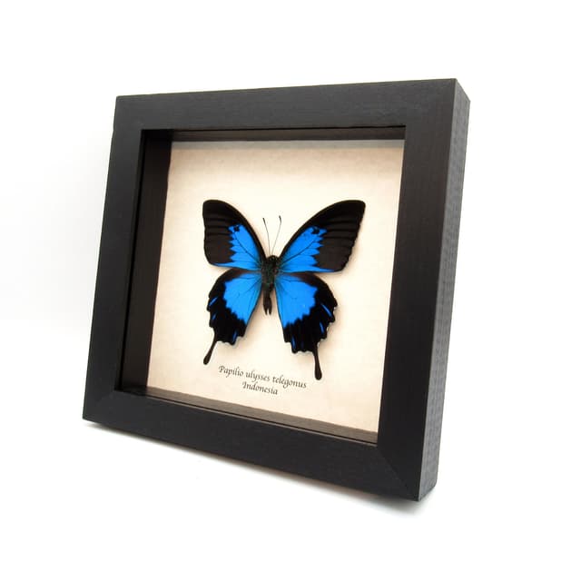 Real metallic blue butterfly framed taxidermy - Papilio ulysses telegonus