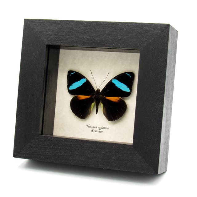 Rare neon blue Olivewing butterfly framed taxidermy - Nessaea aglaura