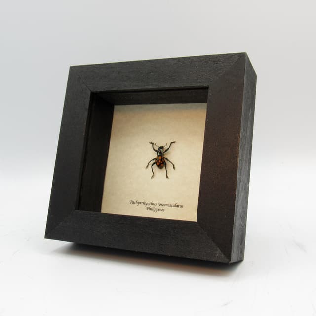 WEEVIL MANIA!  Real beetle framed taxidermy - Pachyrhynchus roseomaculatus