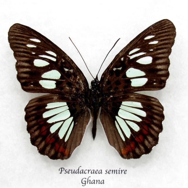Real pale green butterfly framed taxidermy - Pseudacraea semire