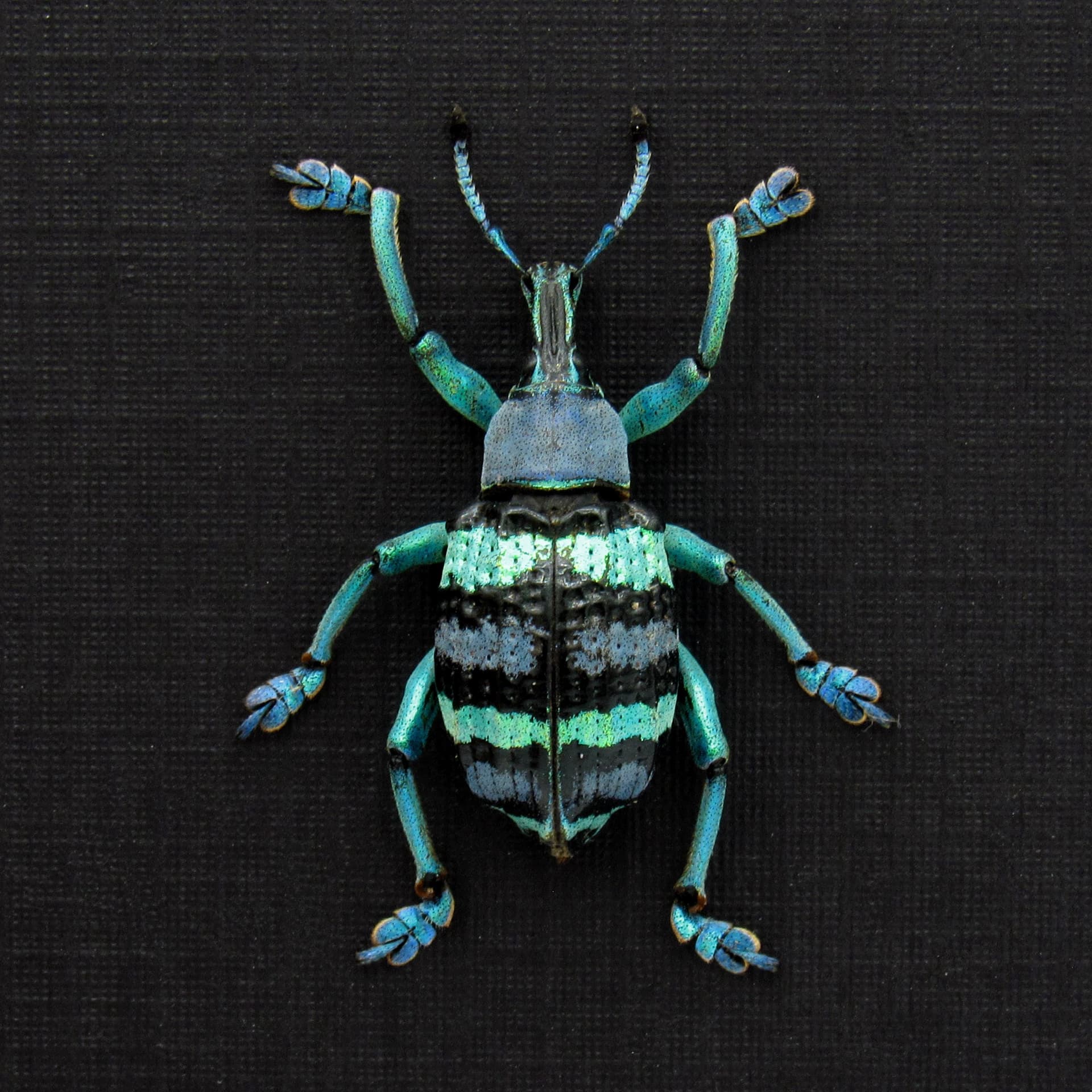 Real metallic weevil framed taxidermy - Eupholus mimikanus
