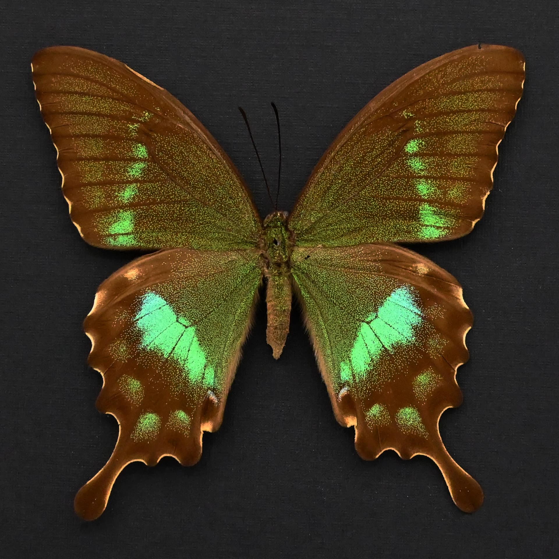 Rare green Swallowtail butterfly framed taxidermy - Papilio neumogeni - female