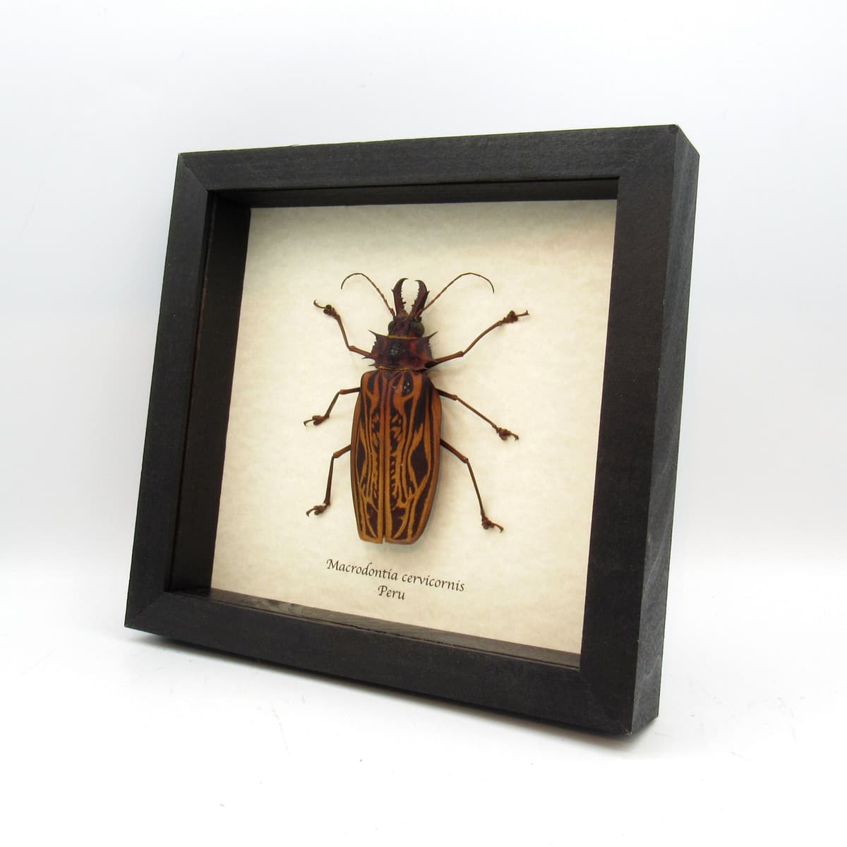 Real GIANT beetle framed taxidermy - Macrodontia cervicornis - female