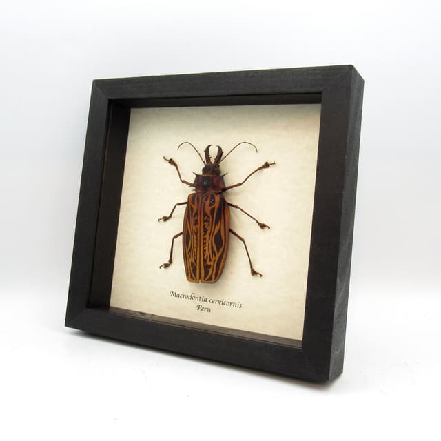 Real GIANT beetle framed taxidermy - Macrodontia cervicornis - female