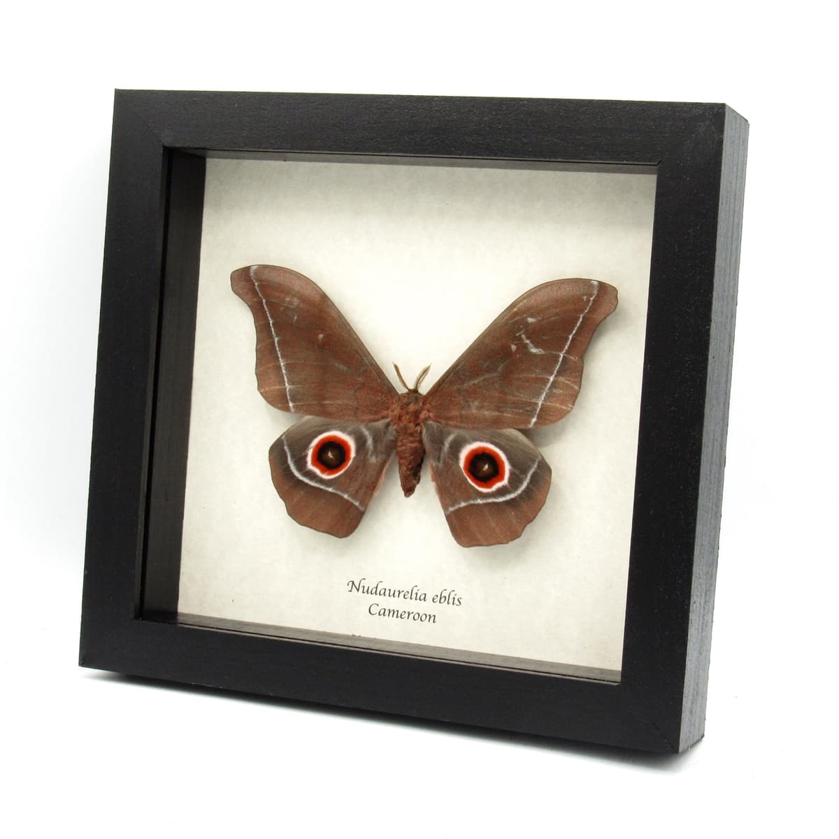 Massive real Emperor moth framed taxidermy - Nudaurelia eblis
